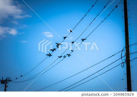 a flock of crows 104965929