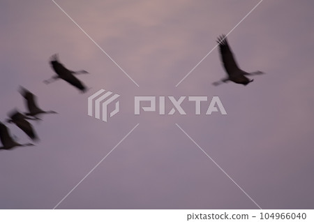 Common cranes in flight at dawn. Common cranes in flight at dawn. 104966040