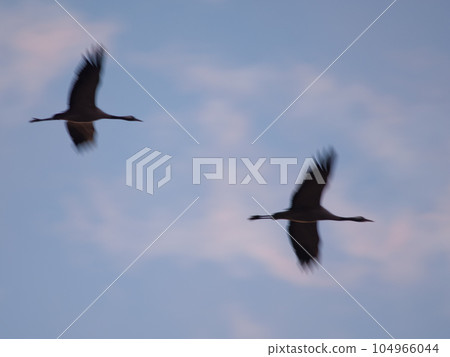 Common cranes in flight at dawn. 104966044
