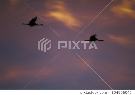 Common cranes in flight at dawn. Common cranes in flight at dawn. 104966045
