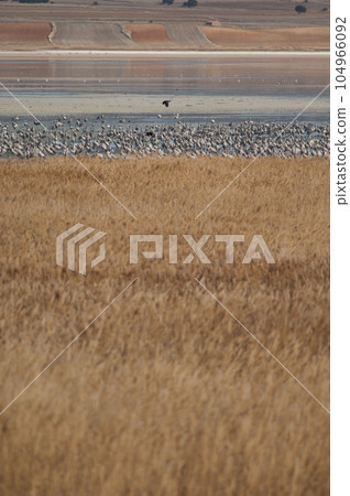 Common cranes. Common cranes. 104966092