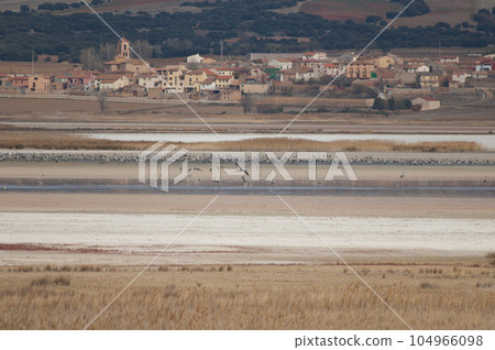Common cranes and Gallocanta village. Common cranes and Gallocanta village. 104966098