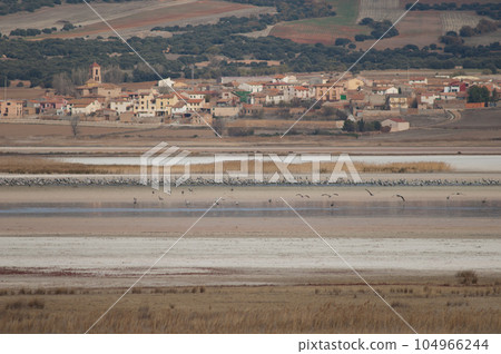 Common cranes and Gallocanta village. Common cranes and Gallocanta village. 104966244