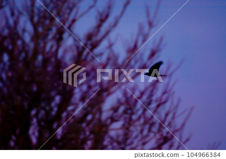 Carrion crow in flight at dawn. Carrion crow in flight at dawn. 104966384