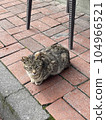 A fluffy cat is laying down on the ground 104966521