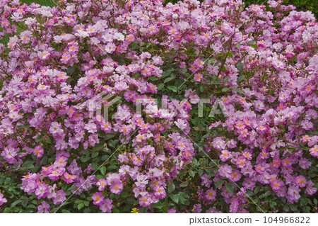 玫瑰（薰衣草夢） 104966822