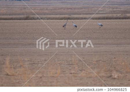 Common cranes. Common cranes. 104966825