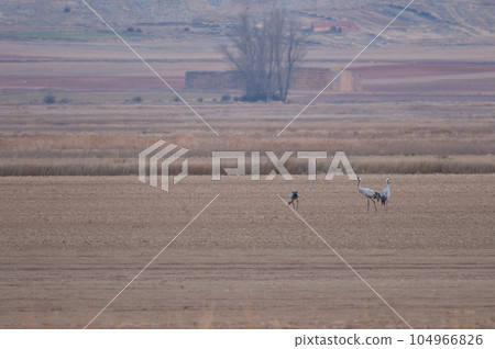 Common cranes. Common cranes. 104966826