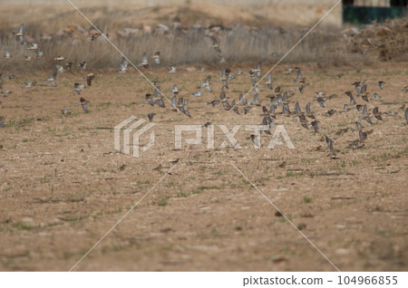 Birds in flight. 104966855