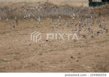 Birds in flight. 104966856