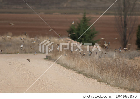 Birds in flight. 104966859