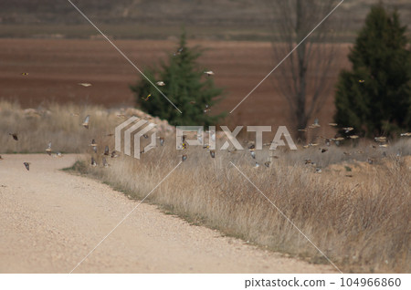 Birds in flight. 104966860