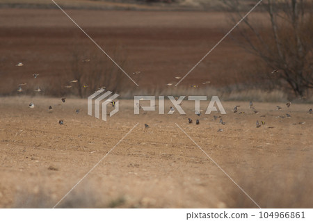 Birds in flight. Birds in flight. 104966861