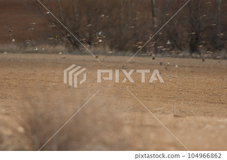 Birds in flight. Birds in flight. 104966862
