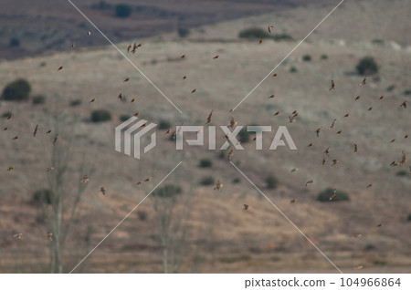 Birds in flight. 104966864
