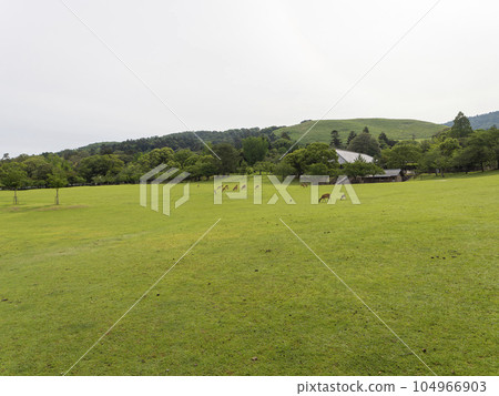 Nara Park Kasuganoenchi with fresh green grass and a herd of deer 104966903