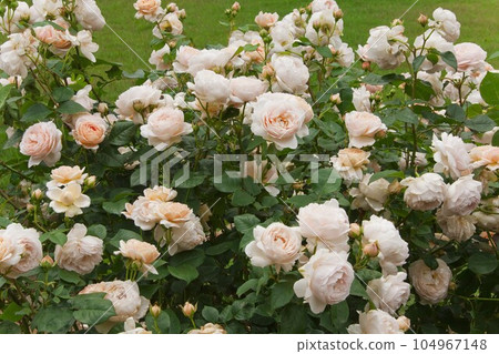 東京一公園的玫瑰 (Ambridge Rose) 104967148
