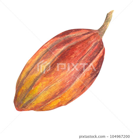 Watercolor illustration of red cocoa fruit . Isolated hand drawn illustration. Suitable for packaging design, menu 104967200