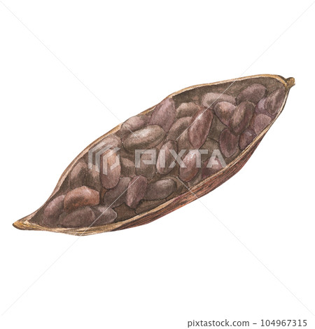 Watercolor illustration of cut dried cocoa fruit filled with cocoa seeds. Isolated hand drawn illustration. Suitable for packaging design, menu 104967315