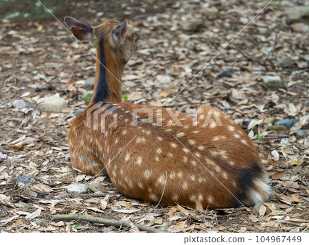 毛皮圖案夏毛鹿 104967449