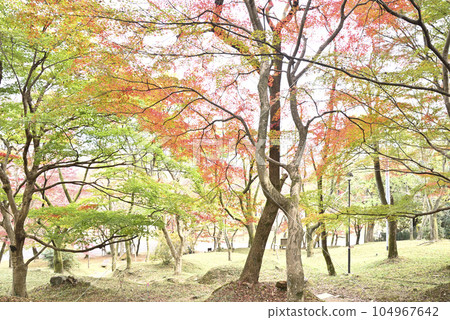 鐮溪峽的秋葉 104967642