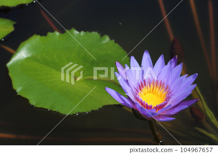 草津市立水生植物公園水之森 [睡蓮] / 滋賀縣草津市 104967657