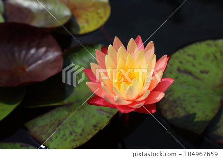 Kusatsu Municipal Aquatic Botanical Park Mizunomori [Water Lily] / Kusatsu City, Shiga Prefecture 104967659