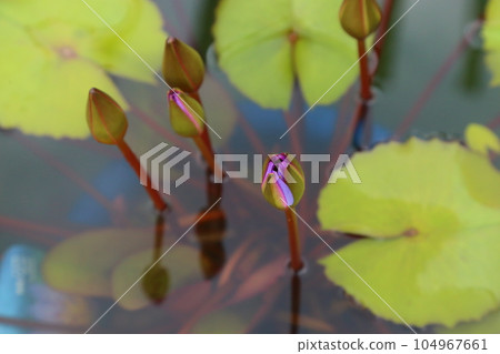 草津市立水生植物公園水之森 [睡蓮] / 滋賀縣草津市 104967661