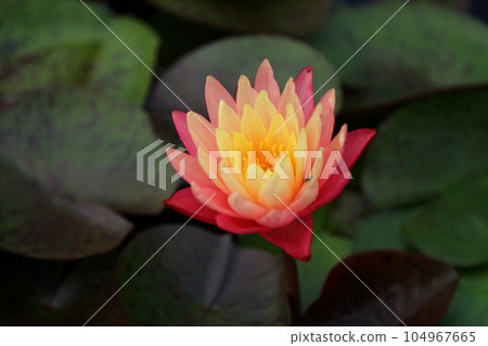 草津市立水生植物公園水之森 [睡蓮] / 滋賀縣草津市 104967665