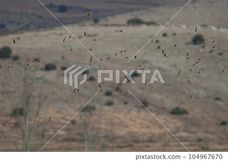 Birds in flight. 104967670