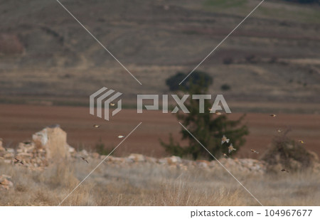 Birds in flight. 104967677