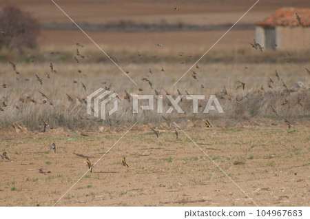 Birds in flight. 104967683