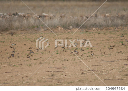 Birds in flight. 104967684