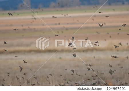 Birds in flight. 104967691