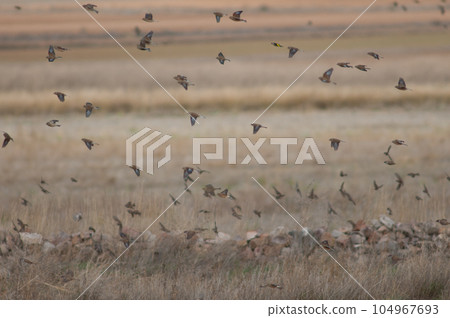 Birds in flight. 104967693