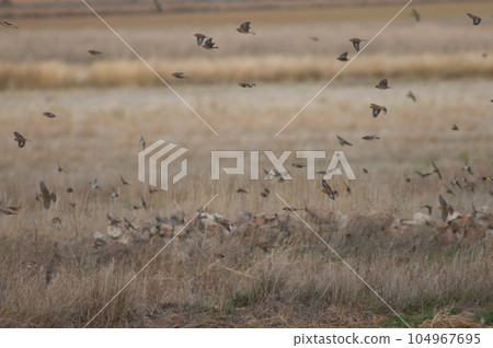 Birds in flight. Birds in flight. 104967695