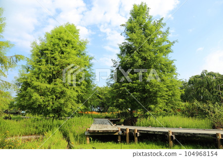 Kusatsu Municipal Aquatic Botanical Park Mizunomori [wet flower garden] / Kusatsu City, Shiga Prefecture 104968154