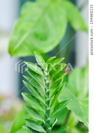 Euphorbia tithymaloides, euphorbiaceae or Homalocladium platycladum or Muchlenbeckia platyclada Meissn or Muehlenbeckia platyclada or POLYGONACEAE or Slipper Flower Euphorbia tithymaloides, euphorbiaceae or Homalocladium platycladum or Muchlenbeckia platyclada Meissn or Muehlenbeckia platyclada or POLYGONACEAE or Slipper Flower 104968155