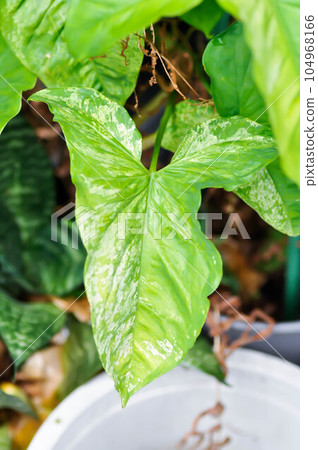 Syngonium podophyllum, Arrowhead Vine or Goosefoot Plant or Araceae or bicolor syngonium Syngonium podophyllum, Arrowhead Vine or Goosefoot Plant or Araceae or bicolor syngonium 104968166