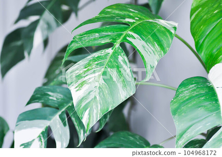 Epipremnum, Epipremnum Pinnatum Variegata or Epipremnum pinnatum variegated albo Epipremnum, Epipremnum Pinnatum Variegata or Epipremnum pinnatum variegated albo 104968172