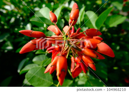 燦爛的夏日花朵 104968210