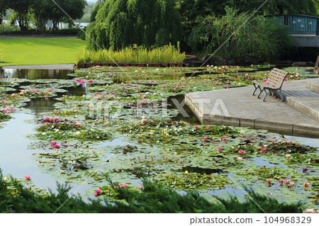 草津市立水生植物園 水之森 [睡蓮池和長凳] / 滋賀縣草津市 104968329