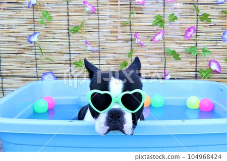 Boston terrier with sunglasses staring from the pool with cute morning glory and colored balls ♡ Mighty 104968424