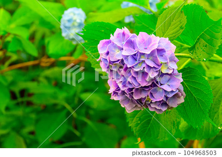 繡球花(豐平公園)_9183 繡球花(豐平公園)_9183 104968503