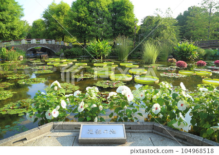 草津市立水生植物公園水之森[花影池] / 滋賀縣草津市 104968518