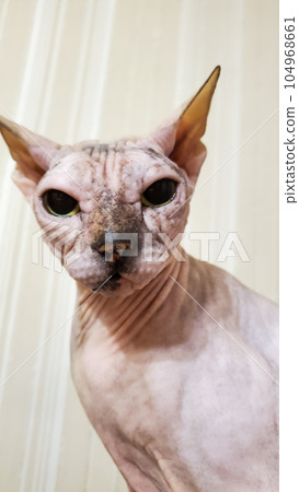 Beautiful bald cat of the Canadian Sphinx breed. a naked cat. Close-up Beautiful bald cat of the Canadian Sphinx breed. a naked cat. Close-up 104968661