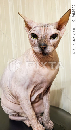 Cute cat of the Sphinx breed. A naked cat. A cat without fur 104968662