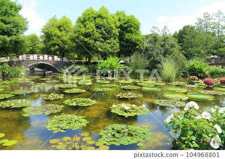 草津市立水生植物園水之森【花影池的睡蓮、巴拉圭百合】/滋賀縣草津市 草津市立水生植物園水之森【花影池的睡蓮、巴拉圭百合】/滋賀縣草津市 104968801