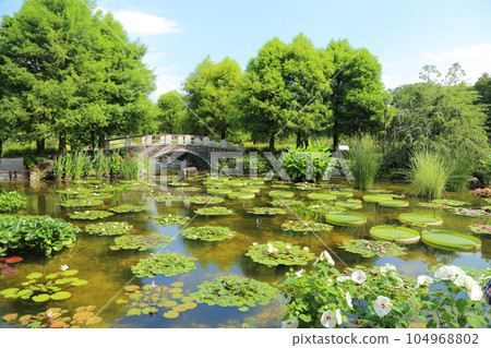 草津市立水生植物園水之森【花影池的睡蓮、巴拉圭百合】/滋賀縣草津市 草津市立水生植物園水之森【花影池的睡蓮、巴拉圭百合】/滋賀縣草津市 104968802