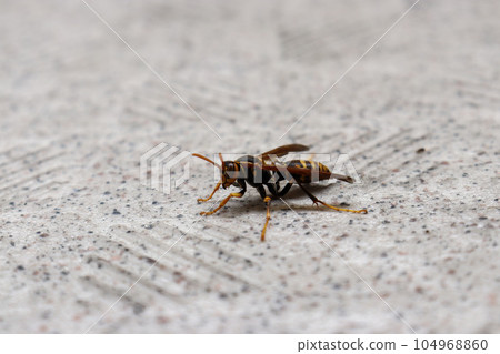 Bees that live close to Japan 104968860